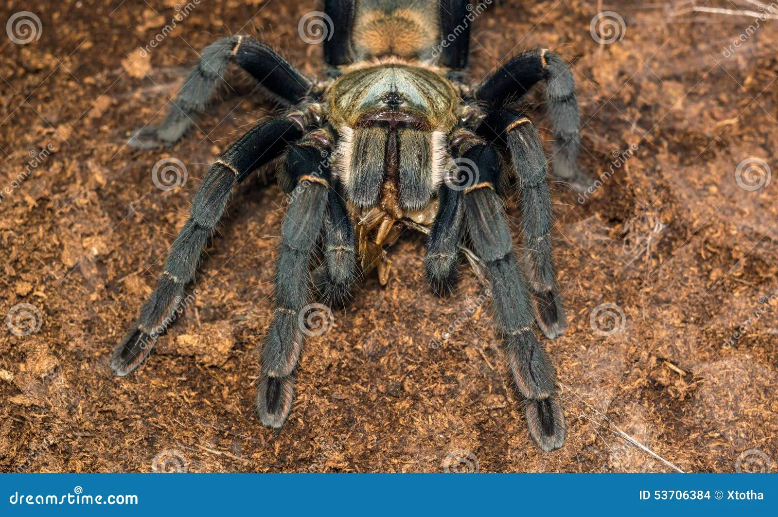 22797 healthy tarantula