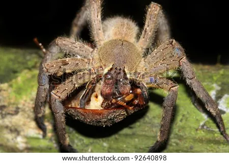 22797 tarantula feeding setup