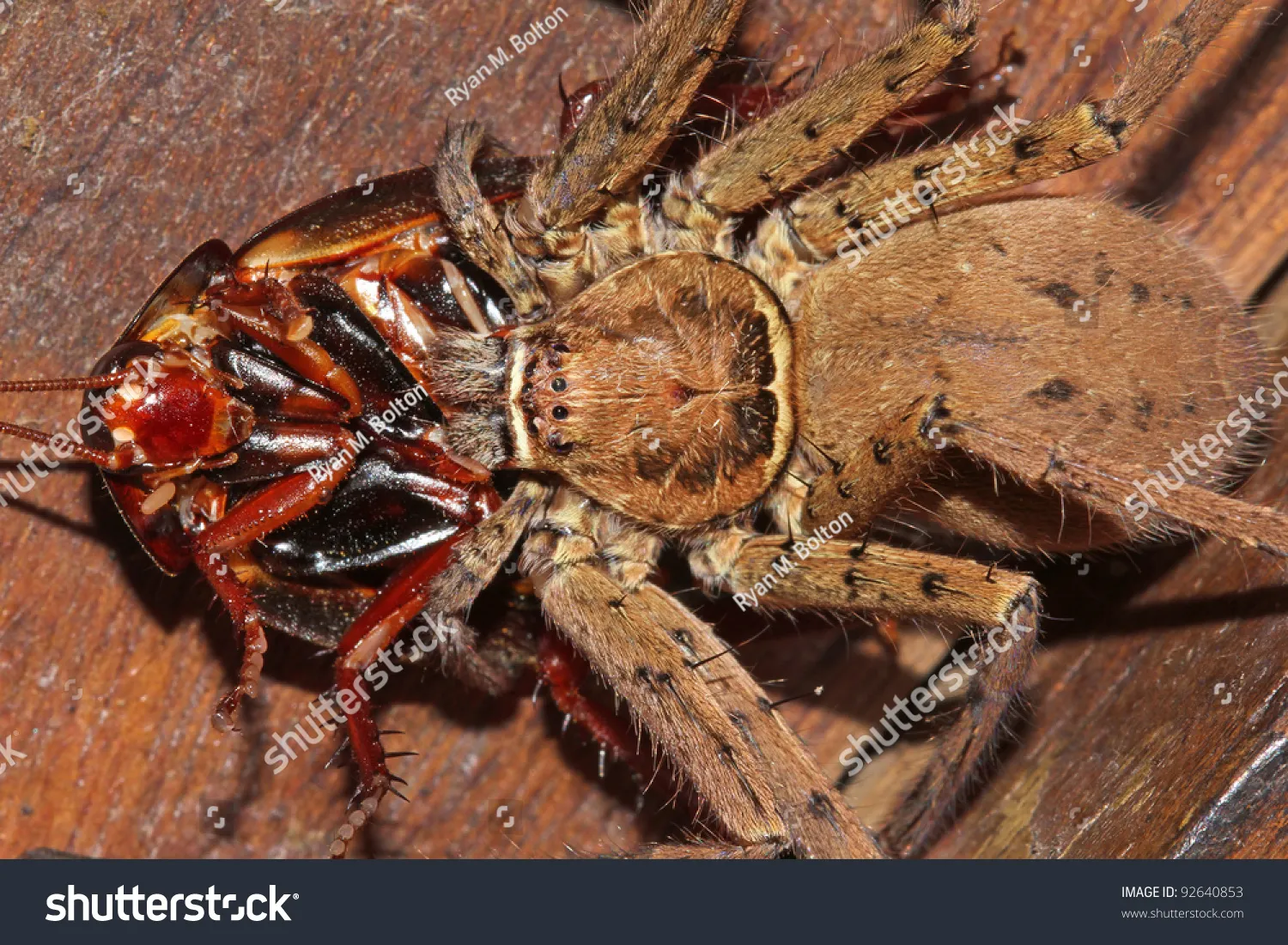 22797 tarantula water dish