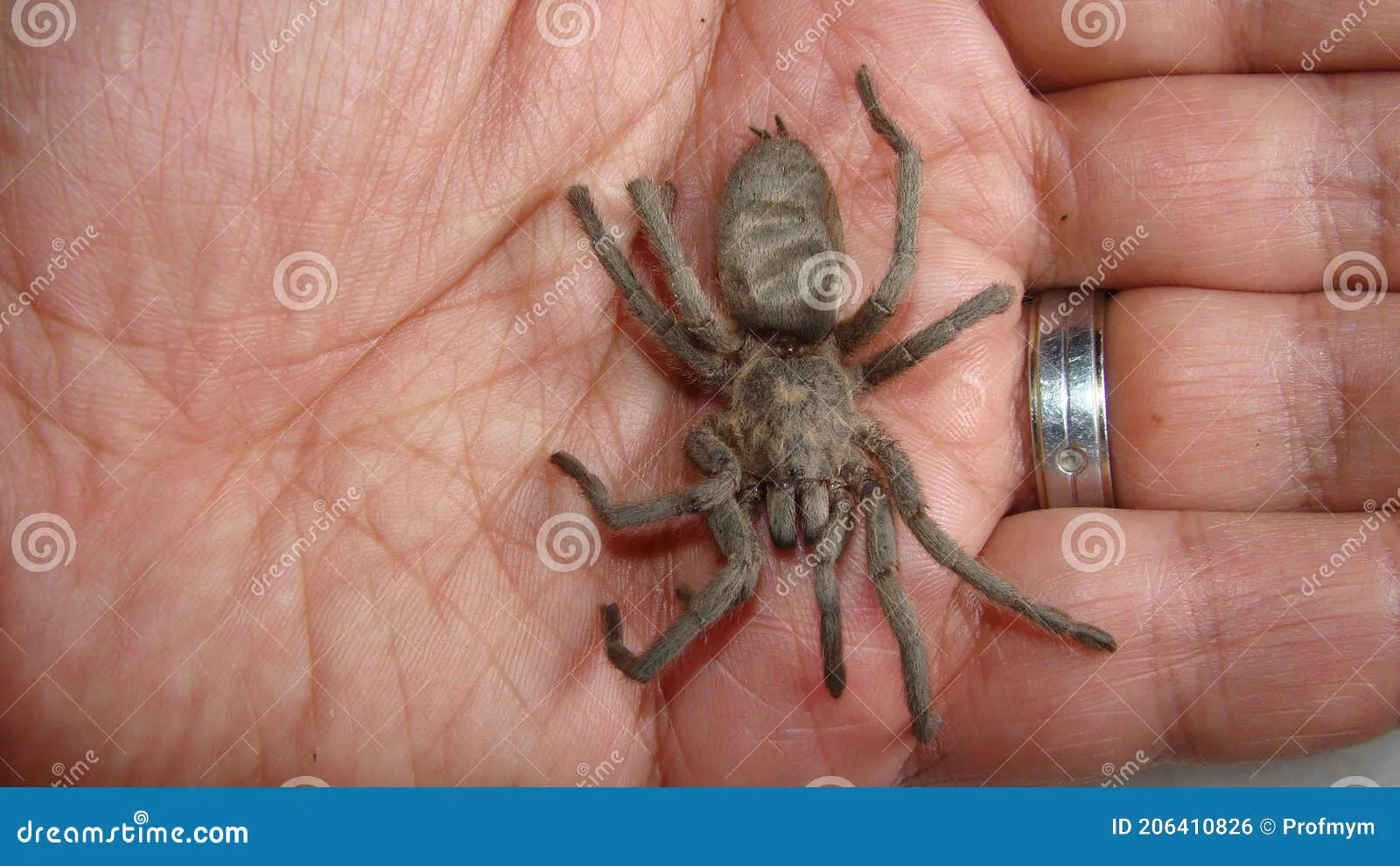 22798 tarantula handling