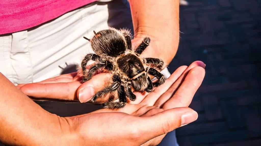 /img/22798-tarantula-vet-clinic.webp