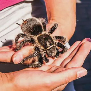 /img/22798-tarantula-vet-clinic.webp
