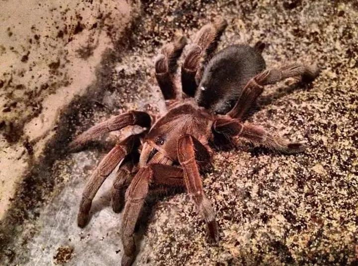 22801 australian tarantula species