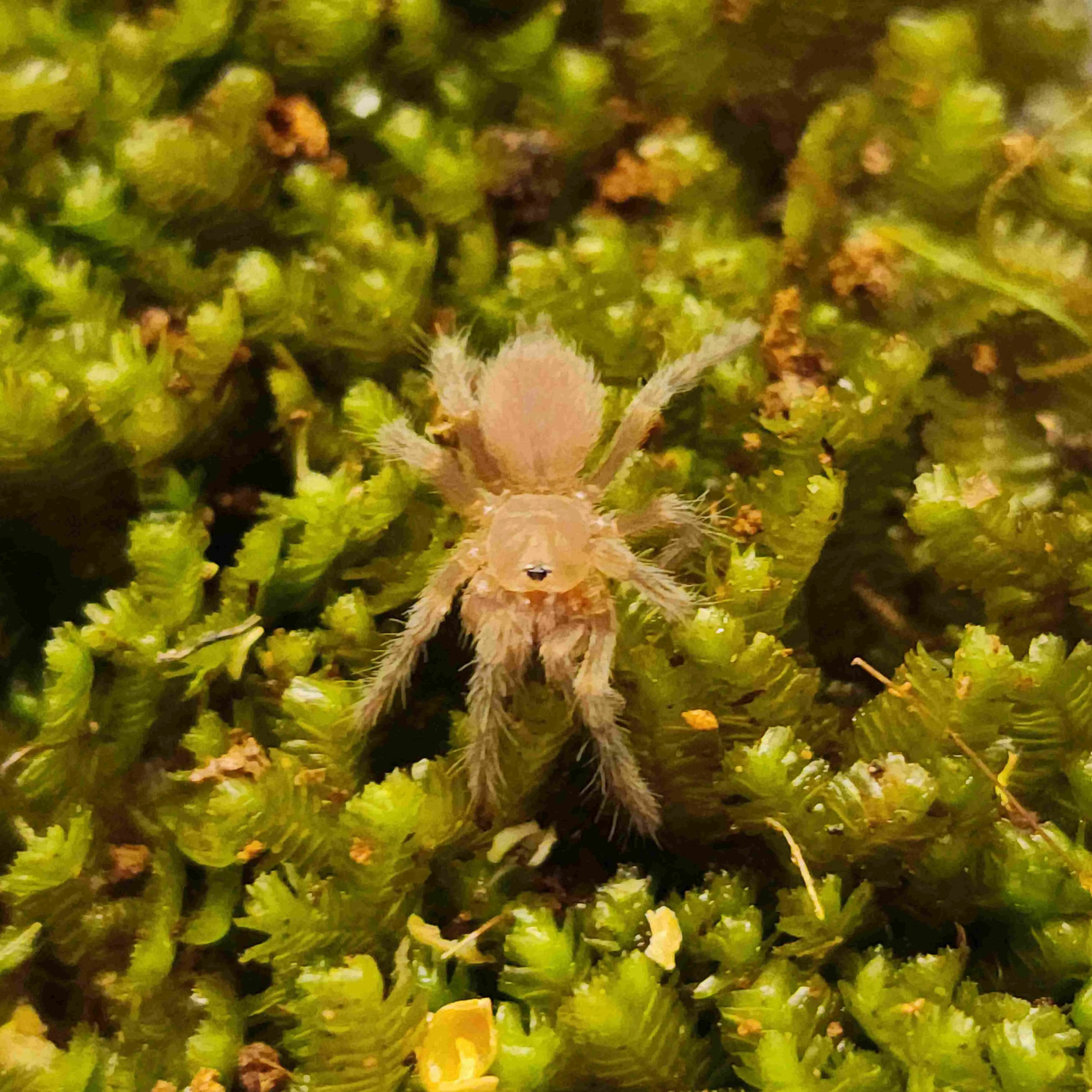 22801 tarantula handling