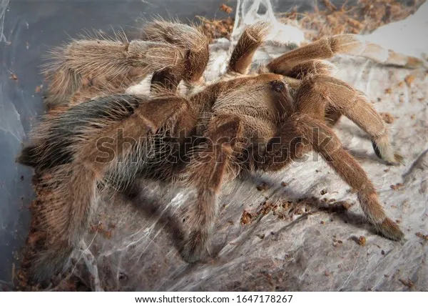 22801 tarantula mites