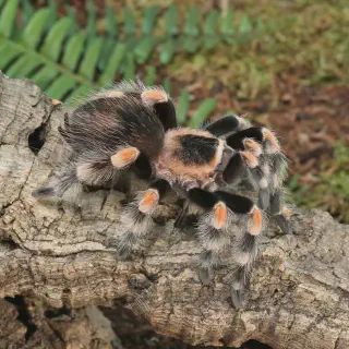 /img/22802-mexican-red-knee-tarantula-substrate.webp