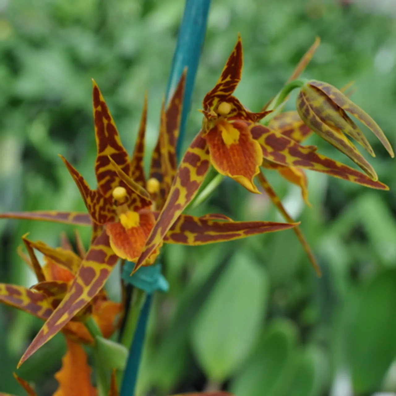 22803 tarantula sweet orange orchid fertilizing
