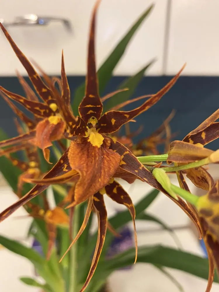 22803 tarantula sweet orange orchid humidity