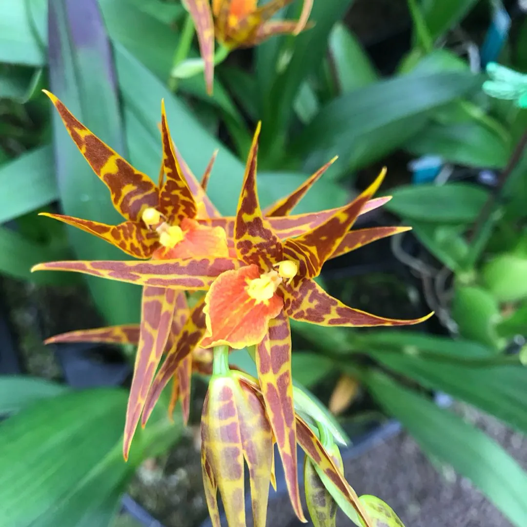22803 tarantula sweet orange orchid in bloom