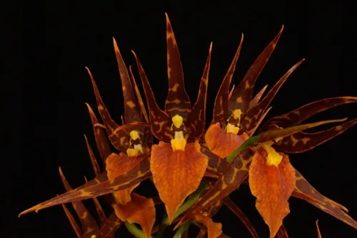 22803 tarantula sweet orange orchid leaves
