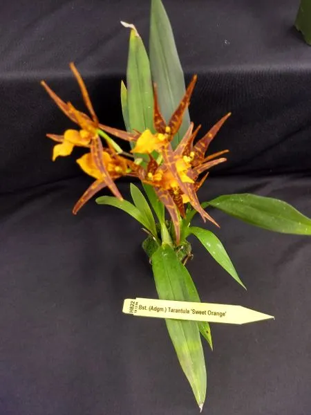 /img/22803-tarantula-sweet-orange-orchid-potting.webp