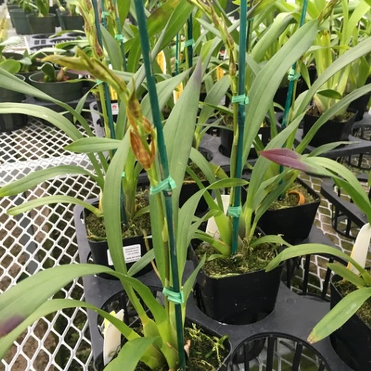 22803 tarantula sweet orange orchid watering