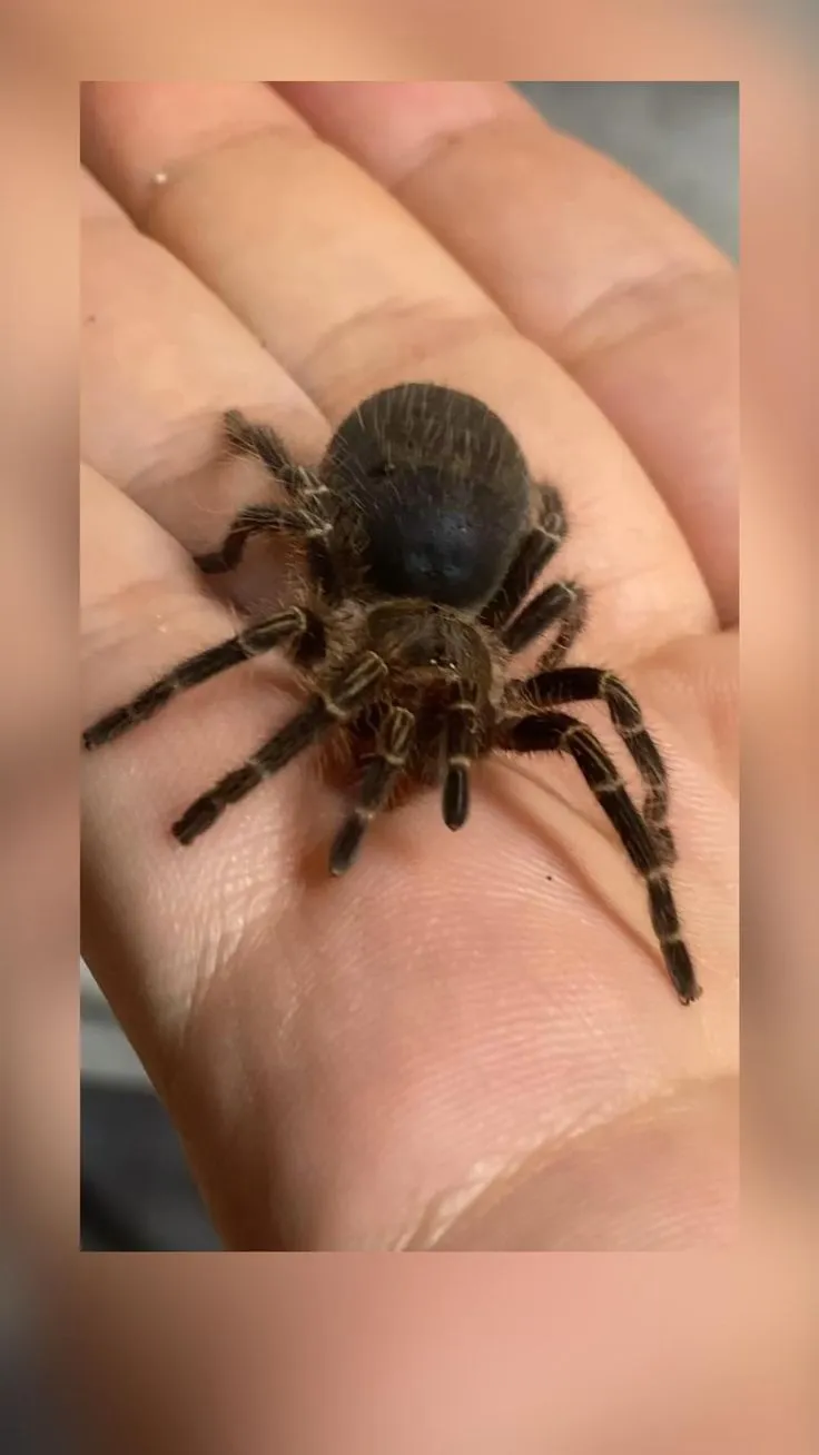 22804 chaco golden knee tarantula image1