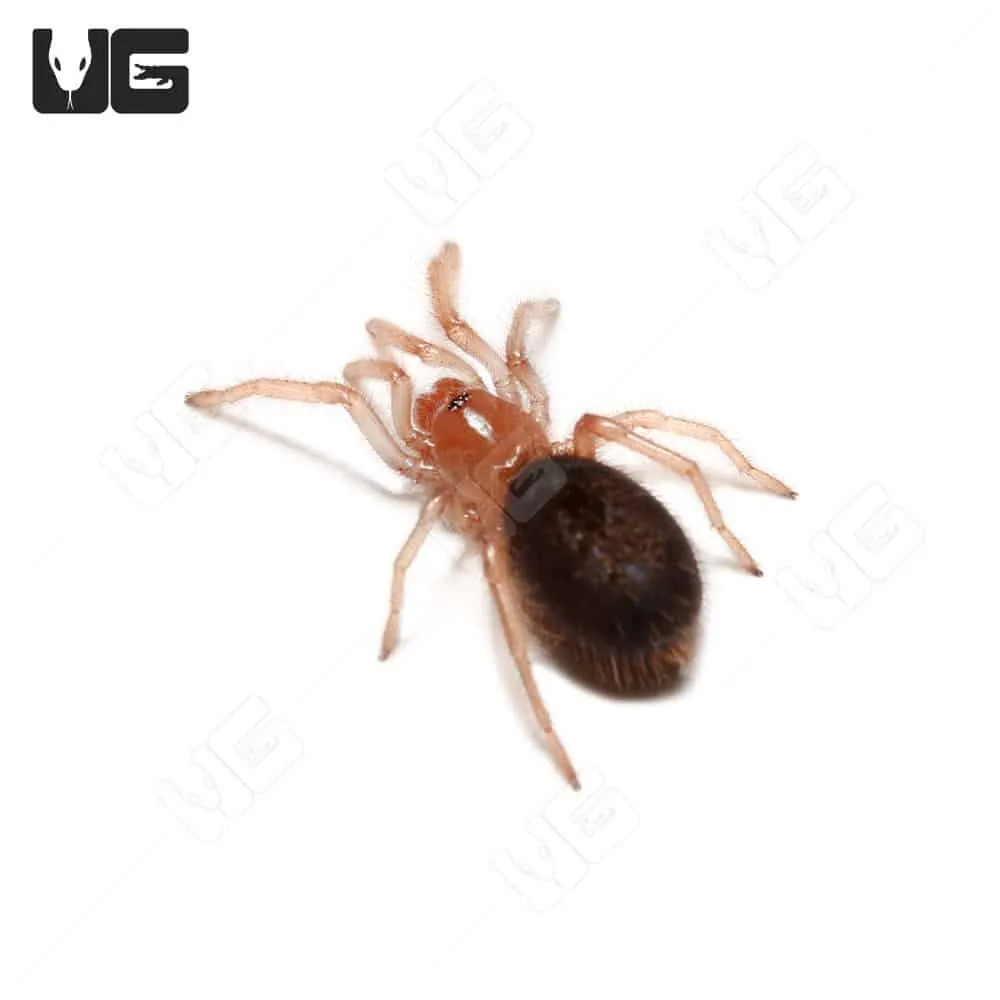 22804 chaco golden knee tarantula image2