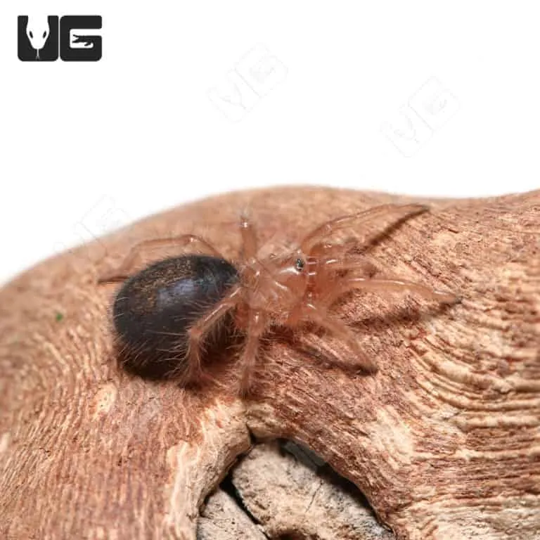 22804 chaco golden knee tarantula image4