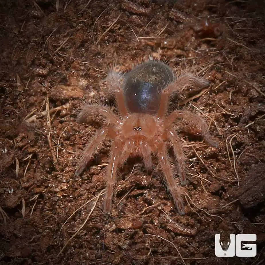 22804 chaco golden knee tarantula image5