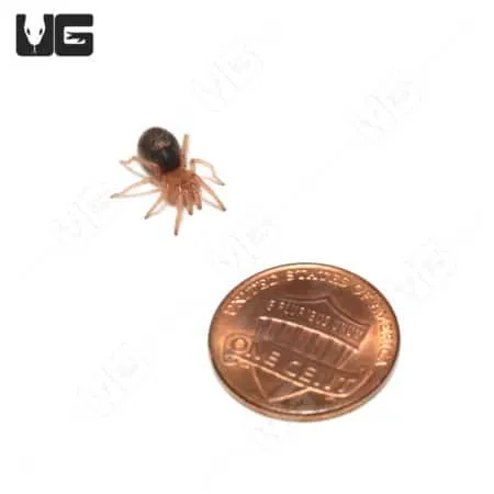 22804 chaco golden knee tarantula image6