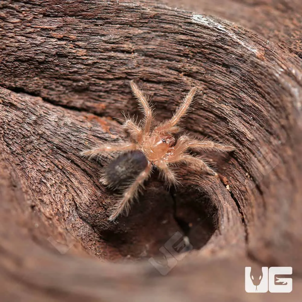 /img/22804-chaco-golden-knee-tarantula-image8.webp