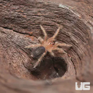 /img/22804-chaco-golden-knee-tarantula-image8.webp
