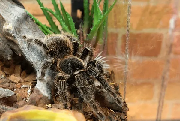 /img/22806-bird-eating-tarantula-breeding.webp