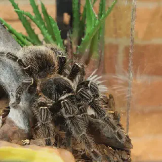 /img/22806-bird-eating-tarantula-breeding.webp