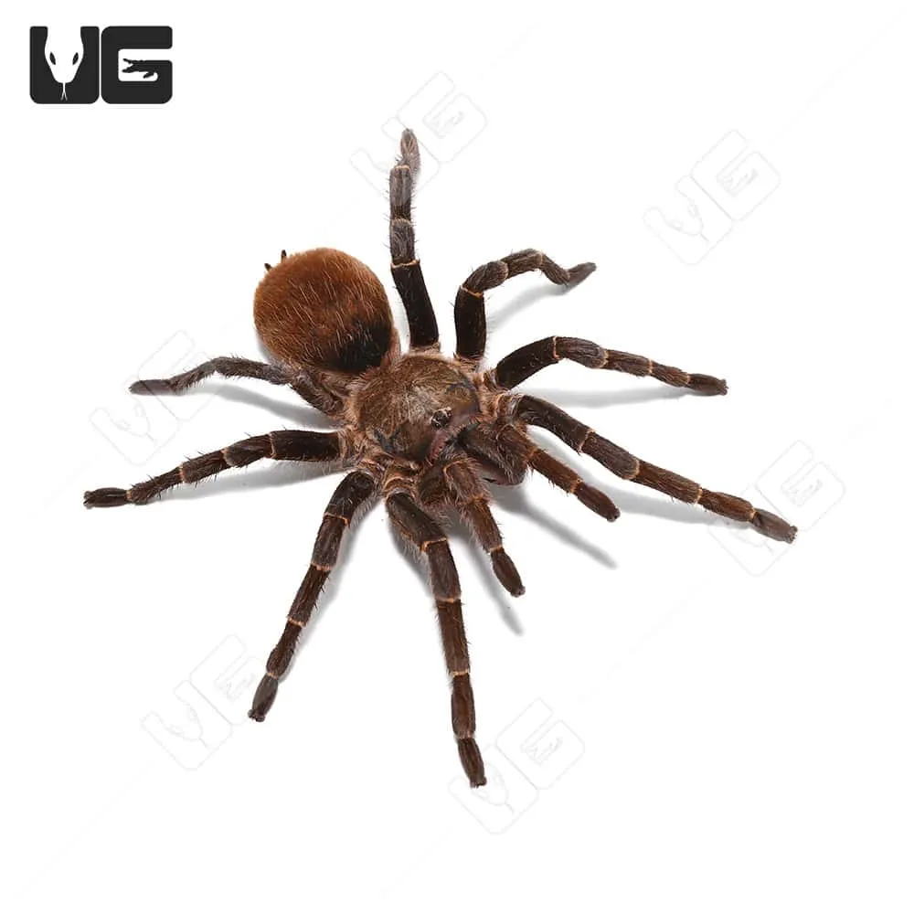 22806 bird eating tarantula enclosure