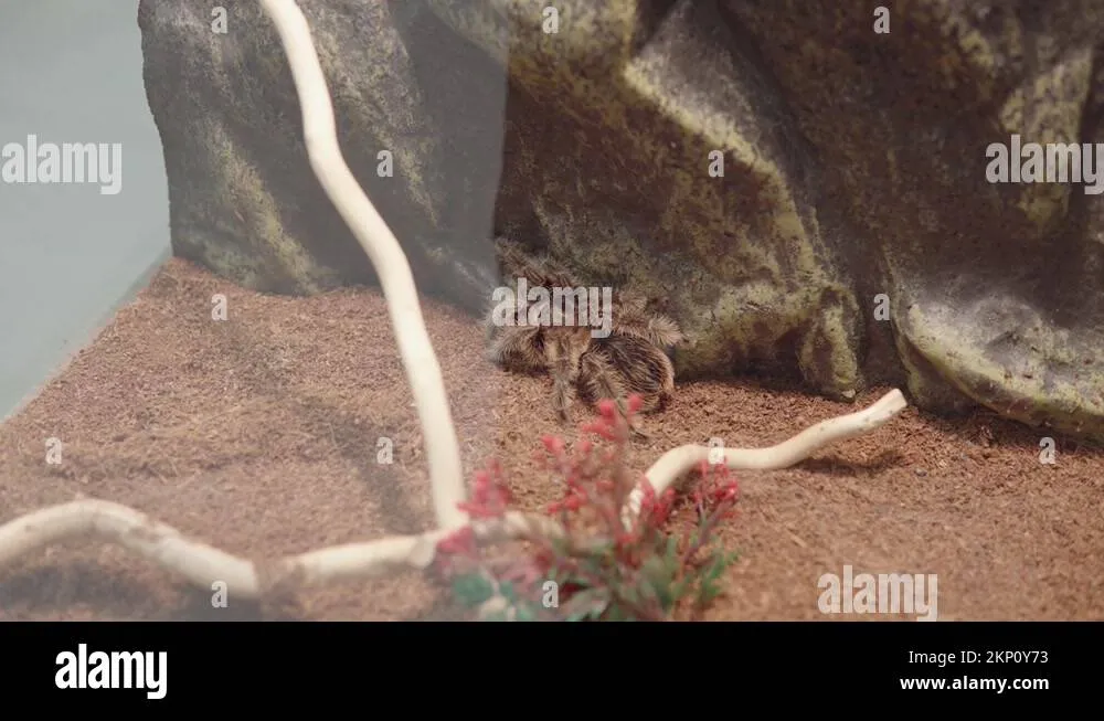 22806 bird eating tarantula feeding