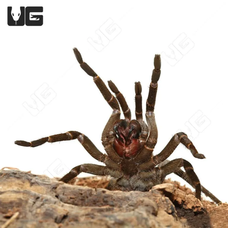 22806 bird eating tarantula substrate