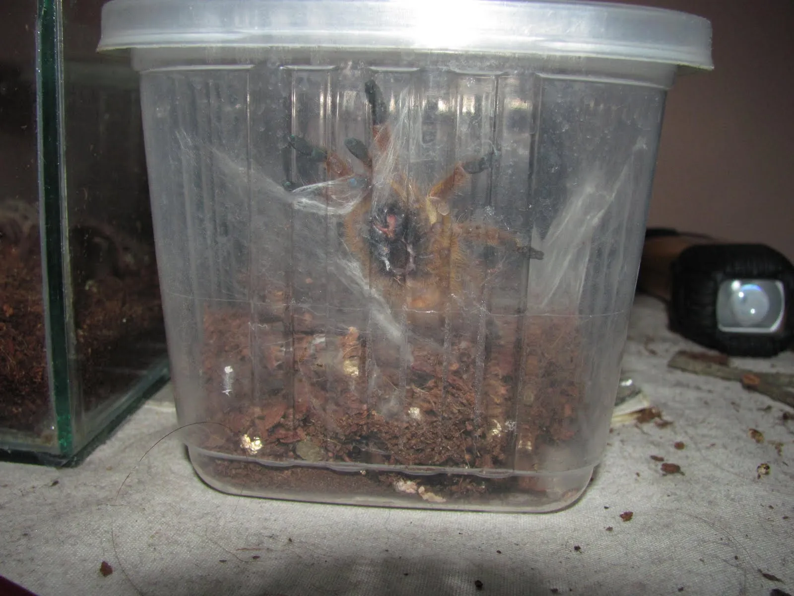 22808 obt breeding