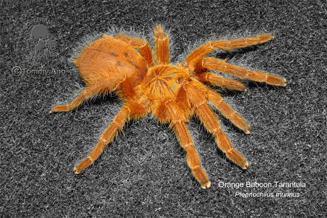 /img/22808-obt-spider.webp