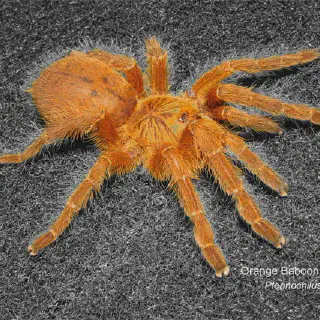 /img/22808-obt-spider.webp