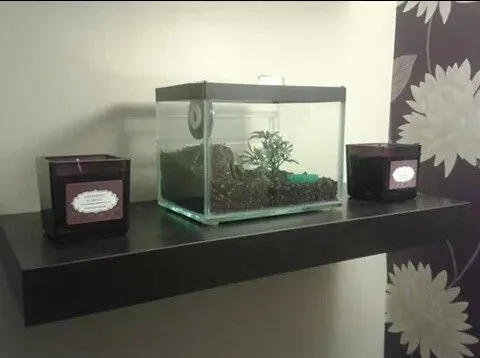 22809 tarantula water dish