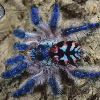 /img/22810-brazilian-jewel-tarantula-close-up.webp