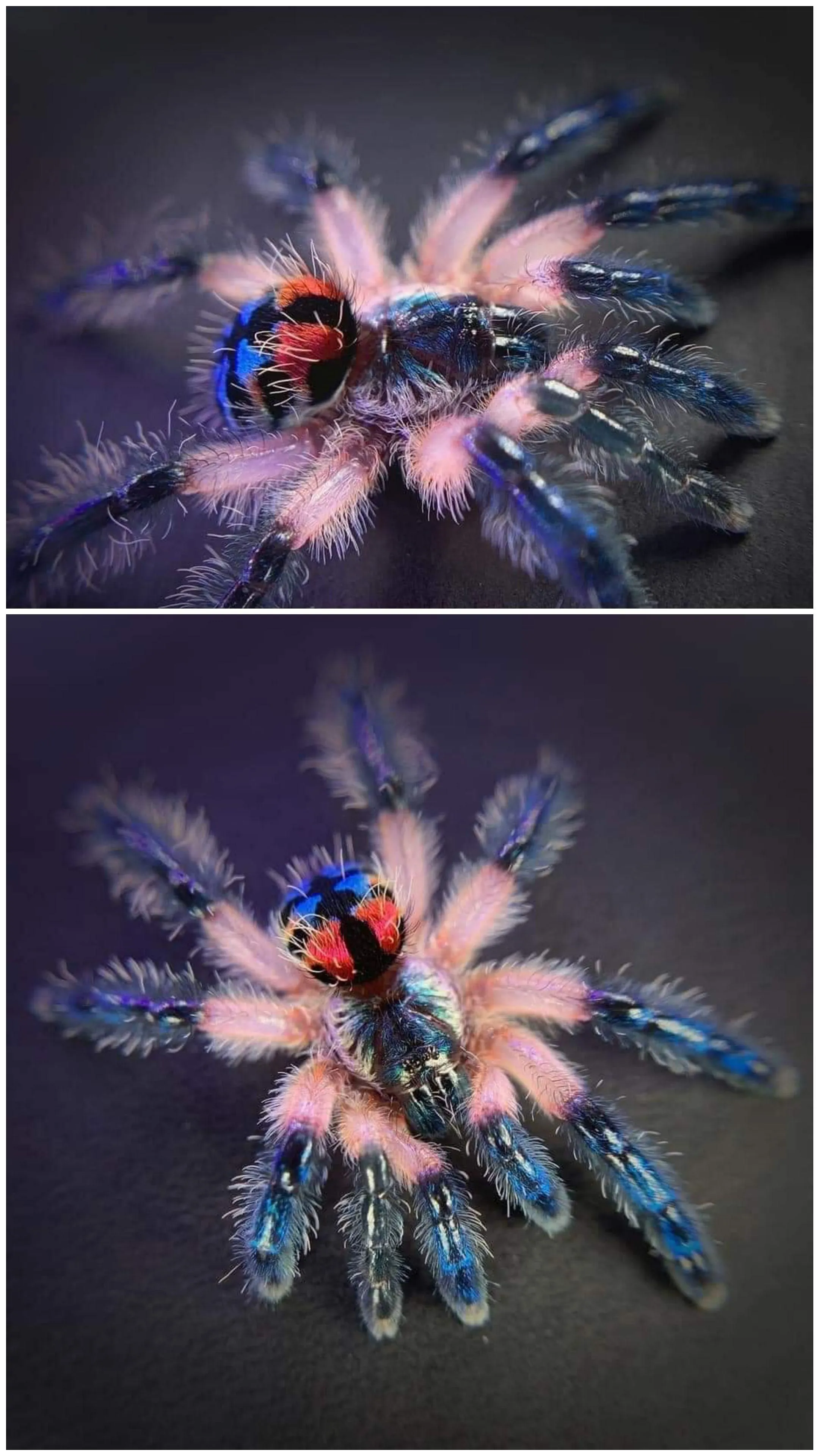 22810 brazilian jewel tarantula handling