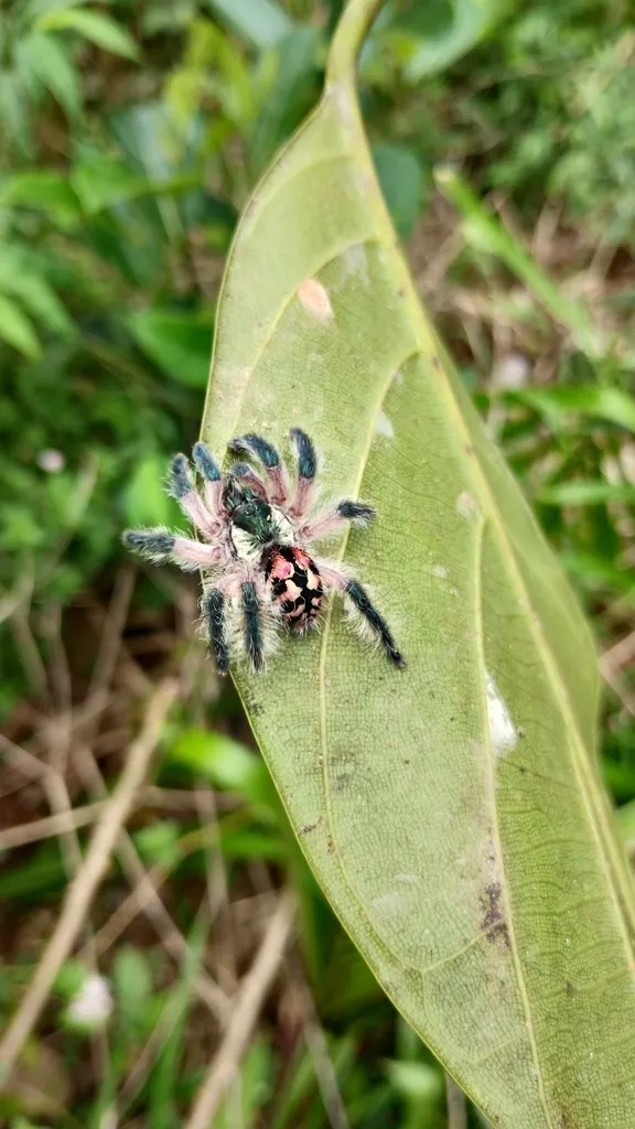 22810 brazilian jewel tarantula in habitat