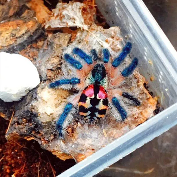 22810 tarantula molting
