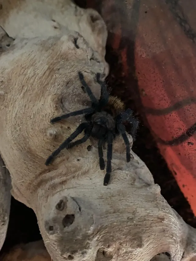 22811 tarantula techno melody