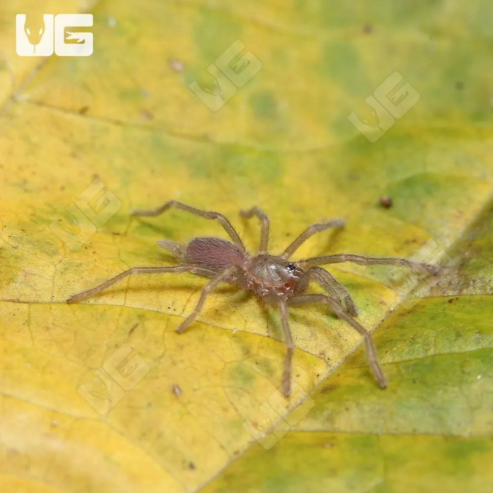 22812 biru tarantula enclosure