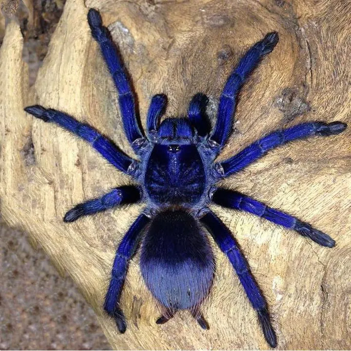 22812 biru tarantula handling