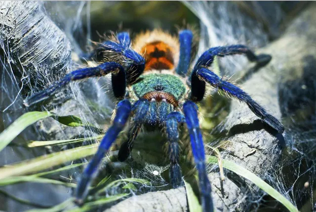 /img/22812-biru-tarantula-illness.webp