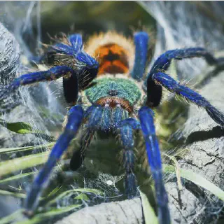 /img/22812-biru-tarantula-illness.webp