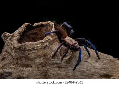 22812 biru tarantula substrate