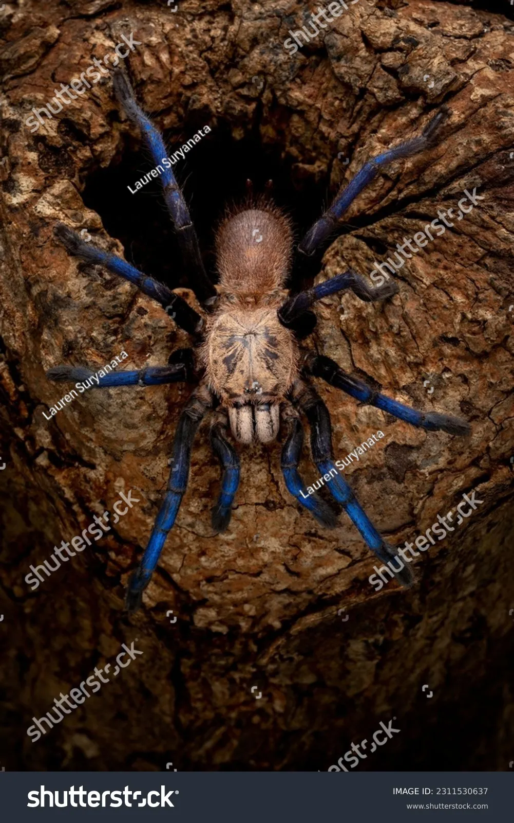 22812 biru tarantula water