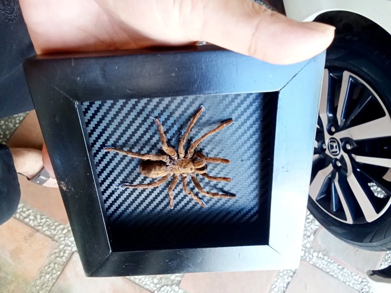 22814 tarantula handling