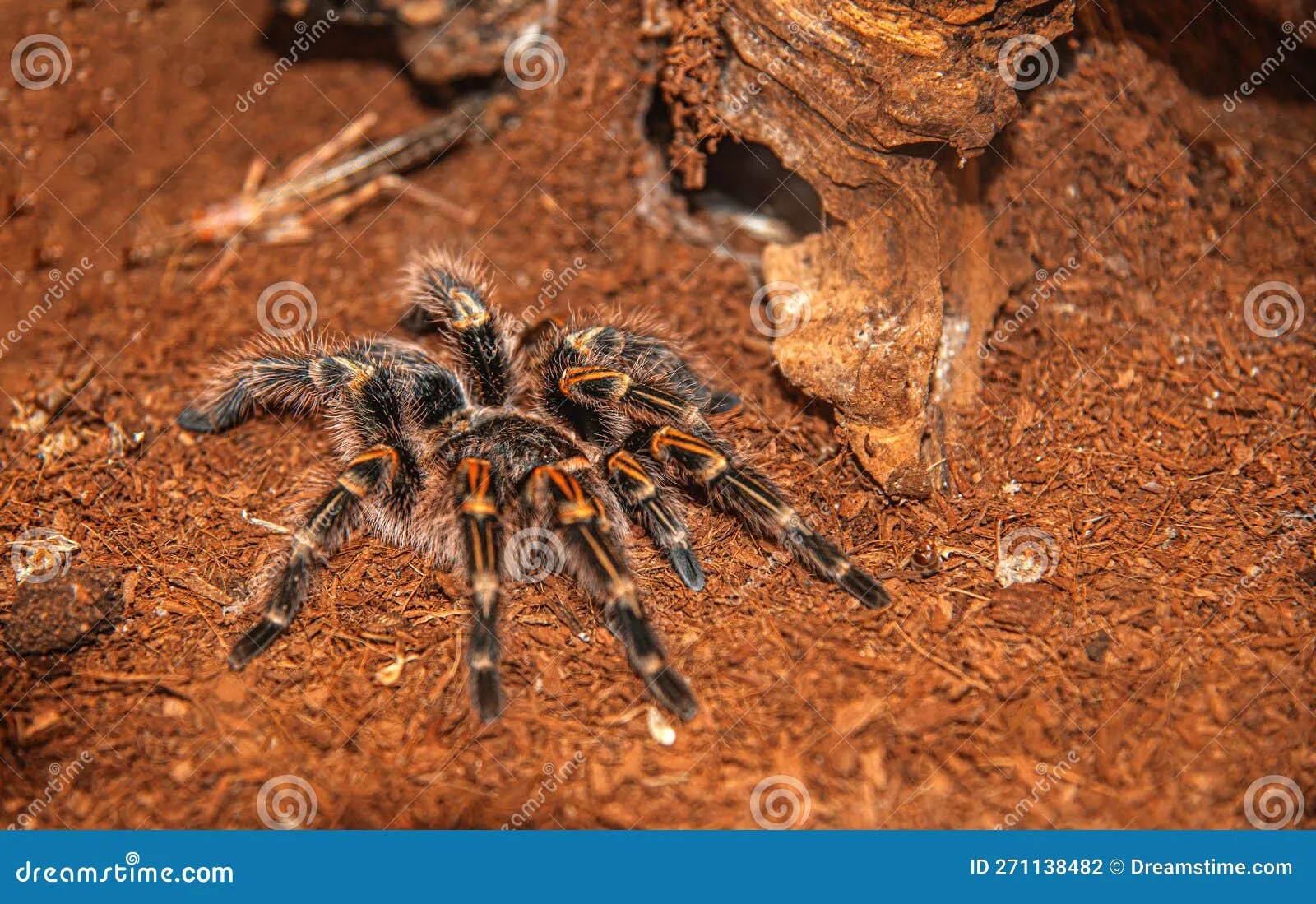 22814 tarantula species