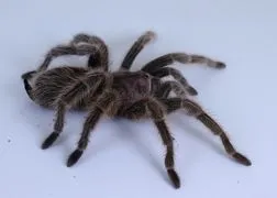 22815 rose hair tarantula feeding