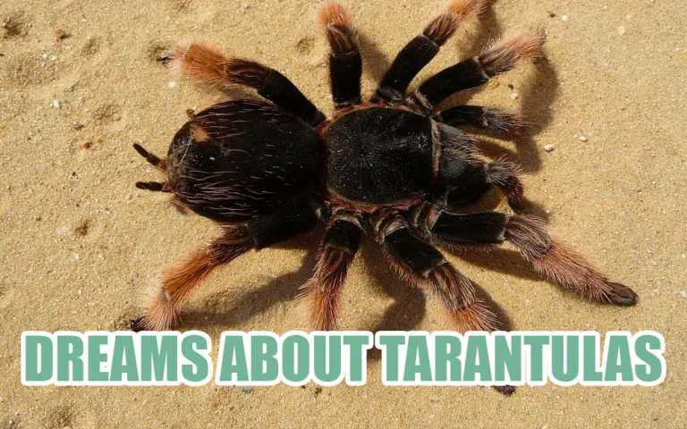 22817 tarantula dream image2