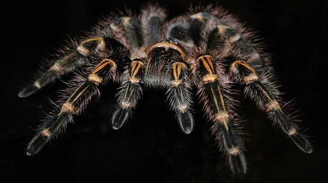 22817 tarantula dream image4