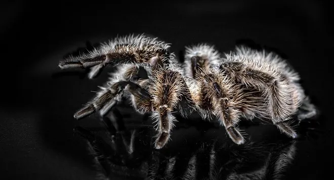 22817 tarantula dream image5