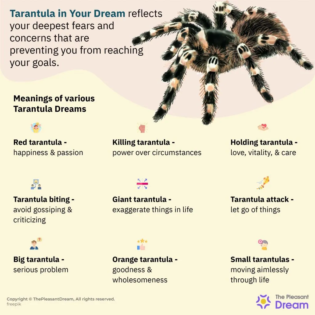 22817 tarantula dream image7